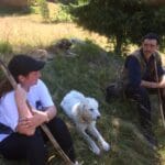 В гості до овечок
