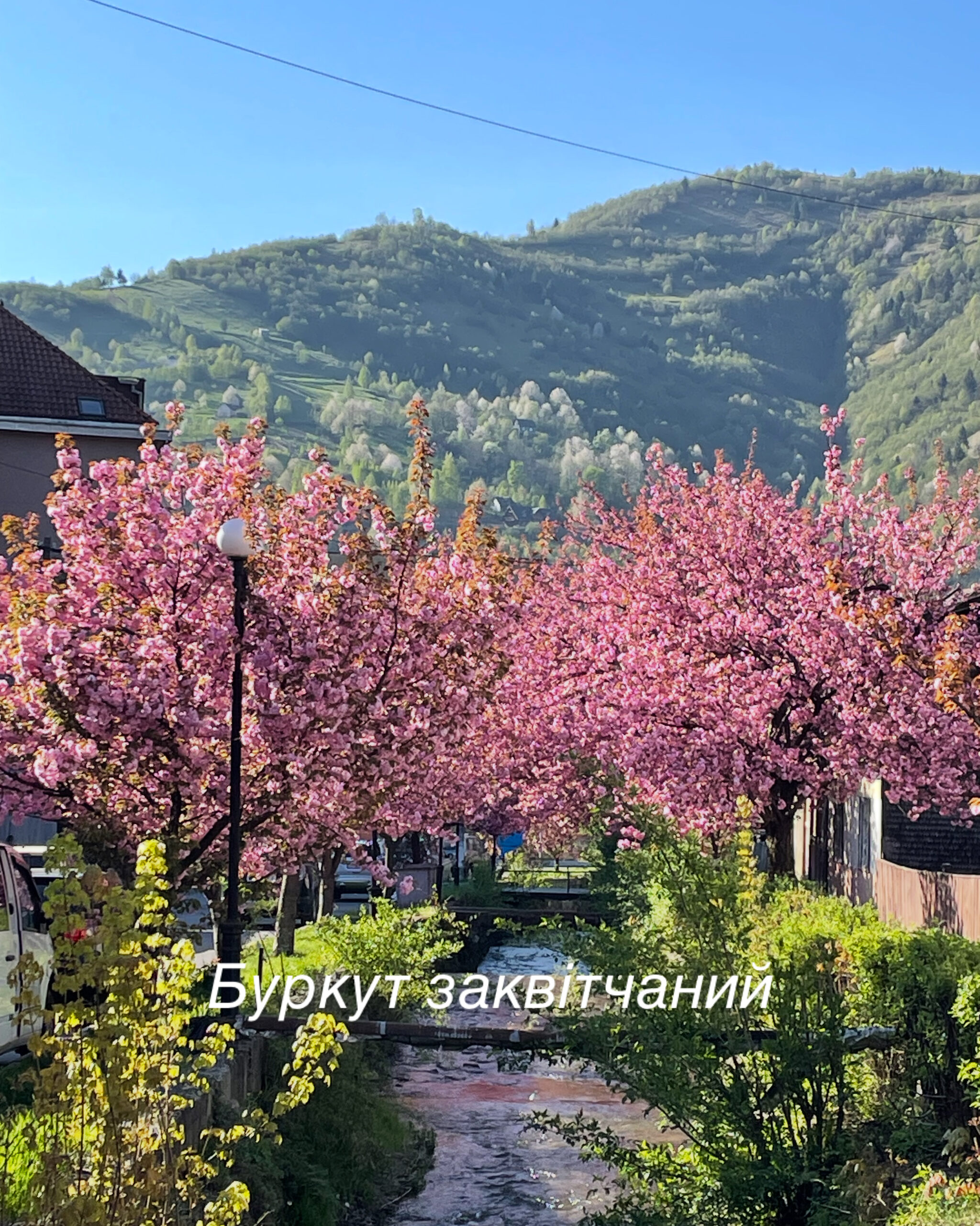 Рахів гуцульський Париж