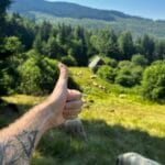 В гості до овечок Рахівщина